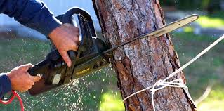 Best Hazardous Tree Removal  in Elmo, TX