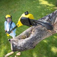 Best Lawn Mowing  in Elmo, TX