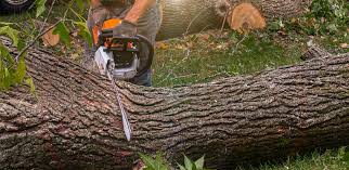 Best Tree Trimming and Pruning  in Elmo, TX