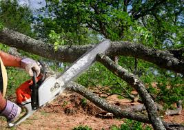 Best Commercial Tree Services  in Elmo, TX