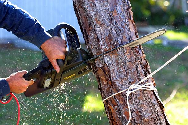 Trusted Elmo, TX Tree Services Experts