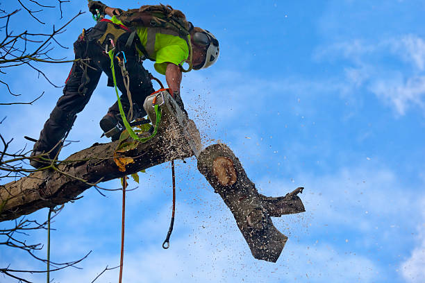 Best Tree Removal Service  in Elmo, TX