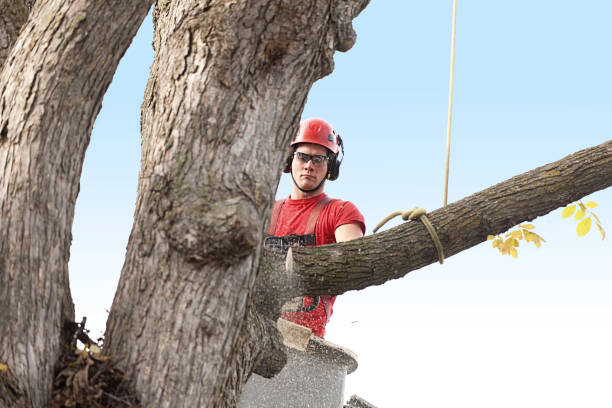 How Our Tree Care Process Works  in  Elmo, TX